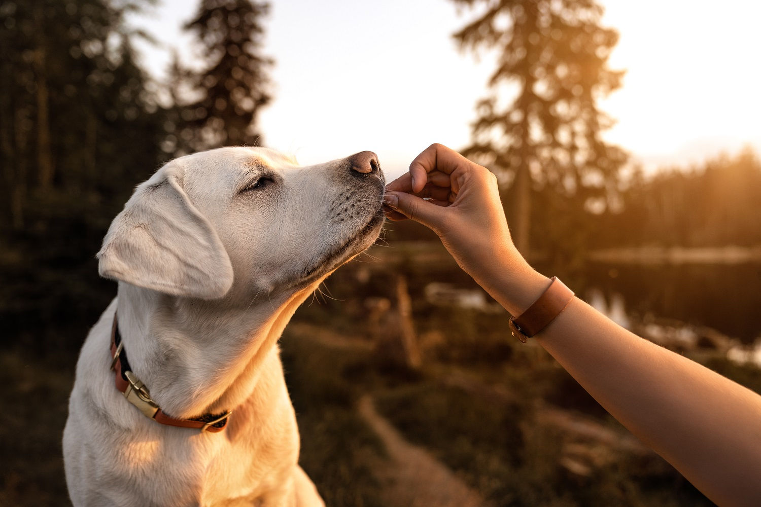 Young,Beautiful,Labrador,Retriever,Puppy,Is,Eating,Some,Dog,Food Mięso dla branży spożywczej oraz pet food